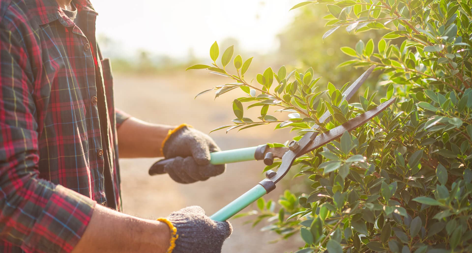 Servicios de jardinería, forestales y agrícolas